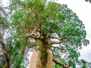 Voyage Madagascar