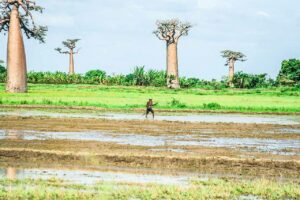 Voyage Madagascar