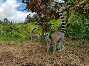 Voyage Madagascar