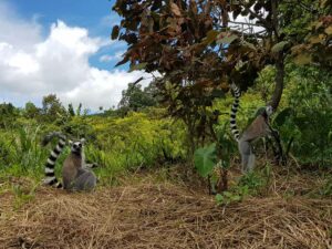 Voyage Madagascar