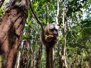 Voyage Madagascar