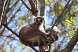 Voyage Madagascar