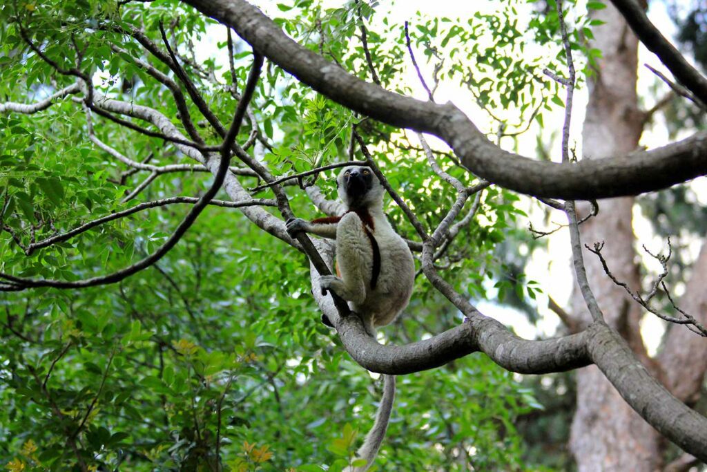 Madagascar trip