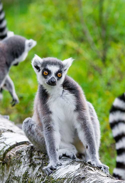 The Silk Road and Lemurs