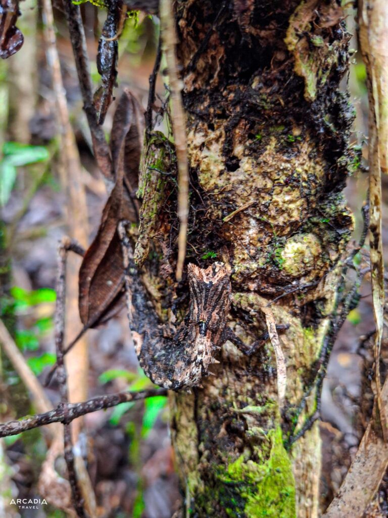 Brown Leaf camaeleon